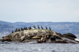 Заседание клуба путешественников «Гольфстрим» по теме «Арктический мониторинг: пластик и фауна Баренцева моря»
