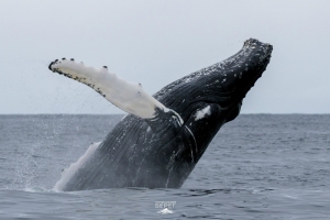 Заседание клуба путешественников «Гольфстрим» по теме «Арктический мониторинг: пластик и фауна Баренцева моря»