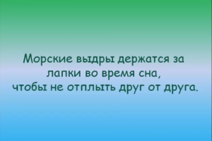 Экологический экспресс «Пушистый калейдоскоп»