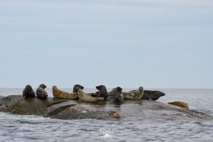Заседание клуба путешественников «Гольфстрим» по теме «Арктический мониторинг: пластик и фауна Баренцева моря»